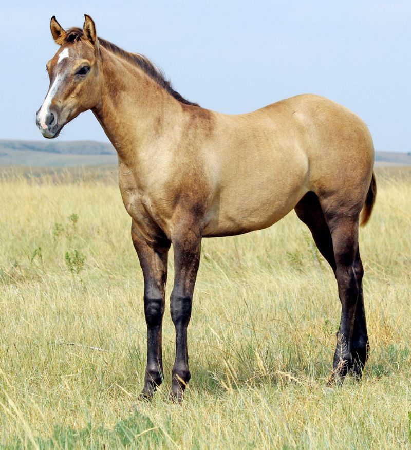 009 - CJ Lady Playgirl filly